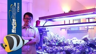 The Benefits of Using T5/LED Hybrid Lighting for Your Reef Tank