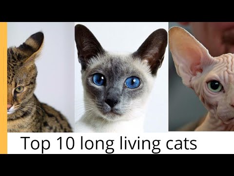 Top 10 cat breeds with longest lifespan | detailed informations