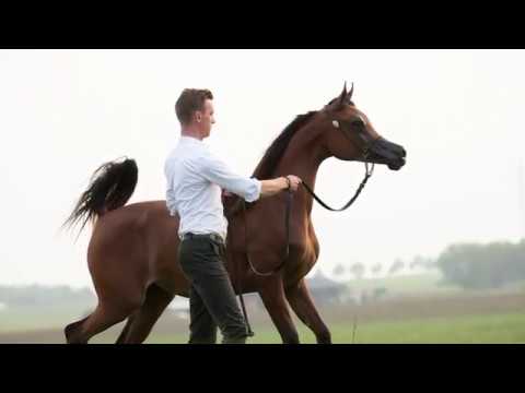 Arabian Horse Assilah Al Shahania