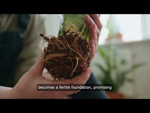 The Rose Renaissance: Cultivating Elegance in Your Garden