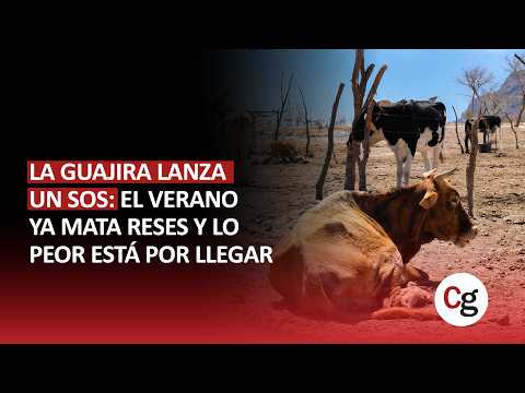 🐄🔥 LA GUAJIRA LANZA UN SOS