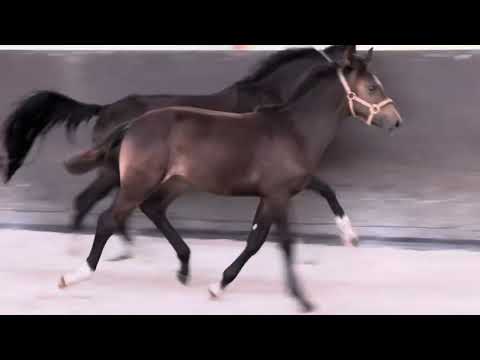 HF v. Escamillo x Fidertanz 2025