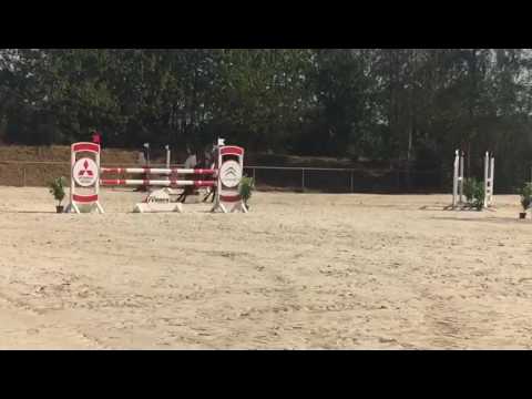 6 j. Stute von Numero Uno