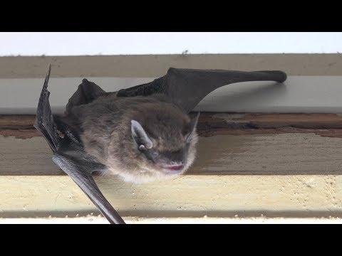 Mayo Clinic Minute: What you should know about bats and rabies