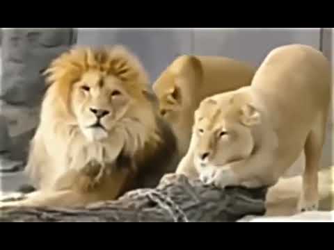 🦁 Jealous Lioness Catches Her Mate Flirting! | Female Jealousy in the Wild