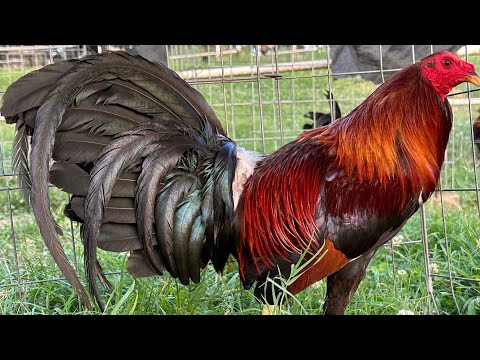 Pure Blueface Asil Grey - CornerStone Farms Alabama | Beautiful Birds 🇺🇸