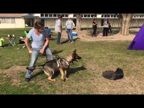 Feenix aus dem Tal - 2nd time working on aggression