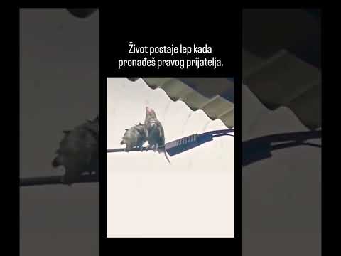 život postaje lep kad pronađete pravog prijatelja