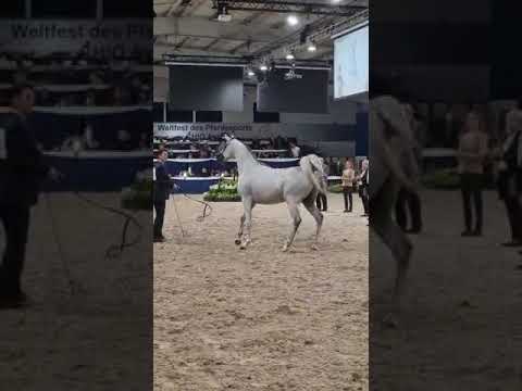 D SHARAR . #D_SERAJ  BY  #FA_EL_RASHEEM  & FT SHAELLA  BY SHAEL DREAM Desert #الخيل_العربية