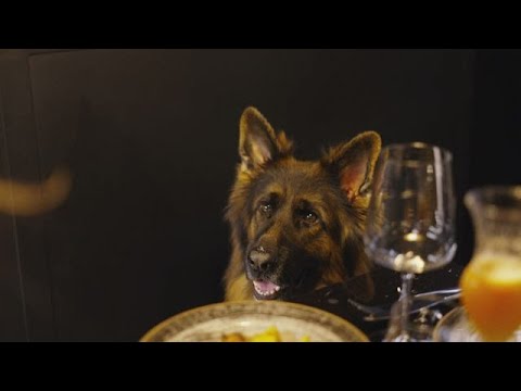Wird da der Hund in der Pfanne verrückt? Das erste Gourmet-Restaurant für Hunde