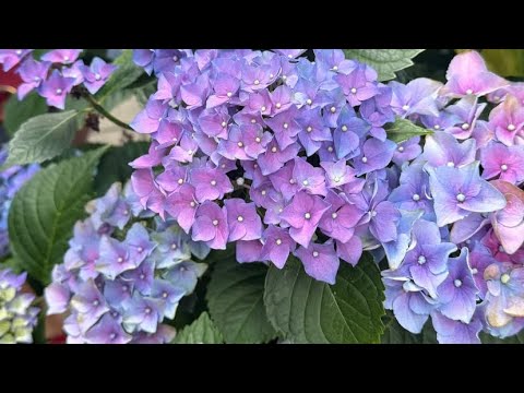 Pretty little flowers 🪻🌸🪷🍃✨🦋