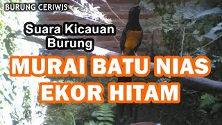 Download lagu SUARA KICAUAN BURUNG MURAI BATU SUMATRA NIAS BLACKTAIL EKOR HITAM GACOR COCOK BUAT MASTERAN mp3