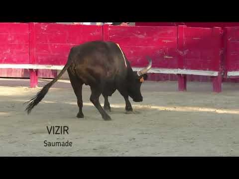 MAUGUIO (08/14/2025) - Race summary