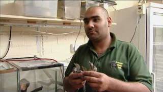 Morelet's Crocodiles at Cotswold Wildlife Park