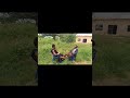 Mayikusai Ft Kwangulija Wikweji