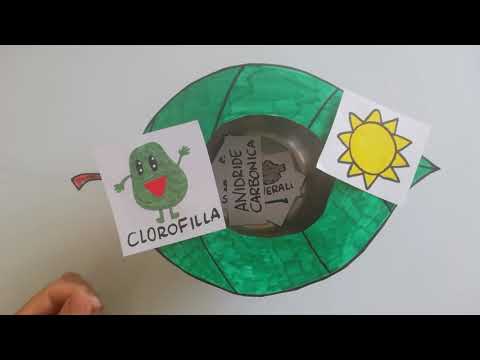 #Video-lezione SCIENZE: La fotosintesi clorofilliana