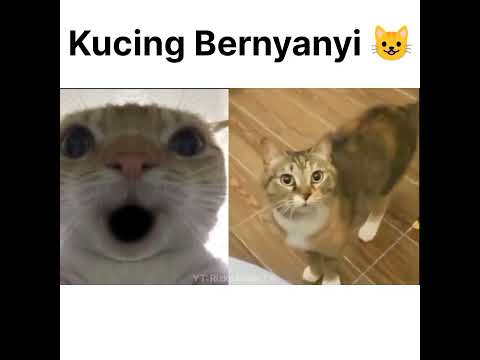 Kucing Bernyanyi, Tapi...💀
