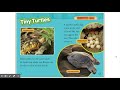 Turtles