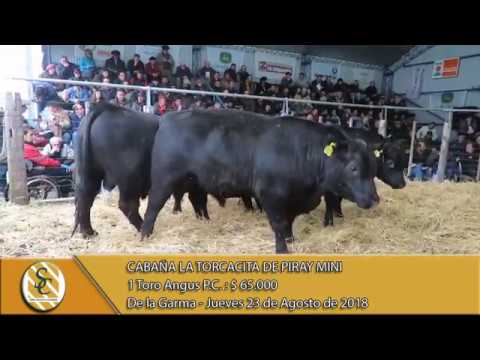 23-08-18 Venta de Toros P.C. - Cabaña La Torcacita - De la Garma.