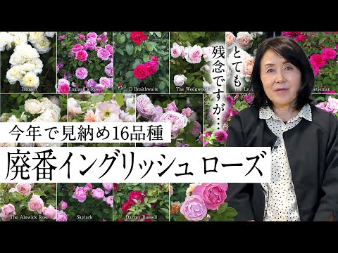 イングリッシュローズ「ヘリテージ」 植物