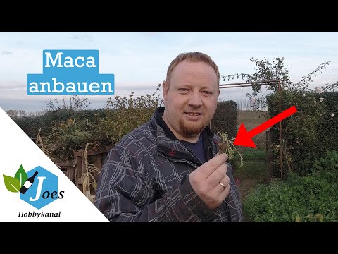 Maca anbauen – von der Aussaat bis zur Ernte