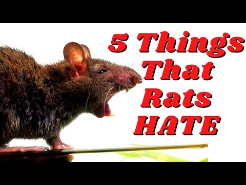 5 Things That Rats Absolutely Hate (That You Might Do!)