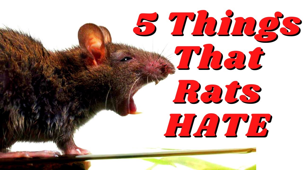 Why do rats die suddenly? Zandex
