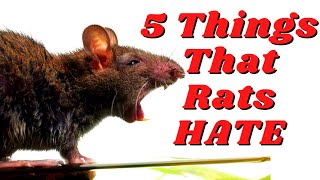 5 Things That Rats Absolutely Hate (That You Might Do!)