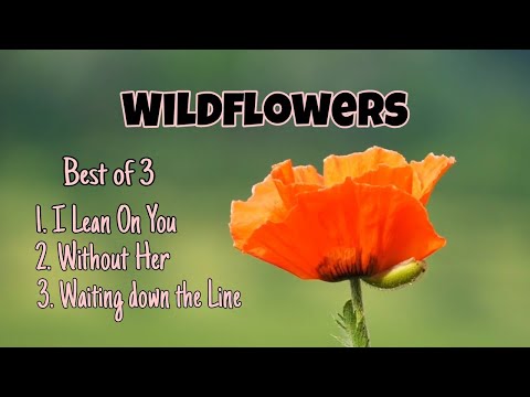 Wildflowers -best music that can boost your mood-Christine Smit, Step Brother, Emmi, Christine Smit