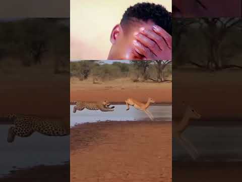 Tiger did not see it coming that way😂😂