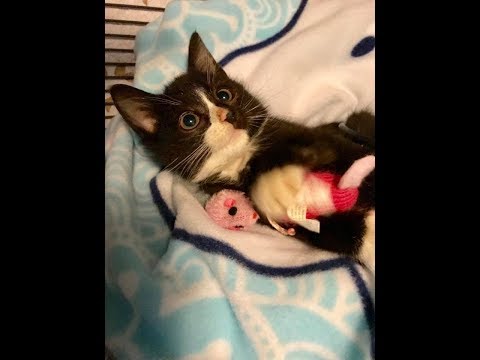 Kitten who couldn't use her back legs, gets help to walk again