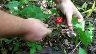 Ginseng, How to find and dig it.