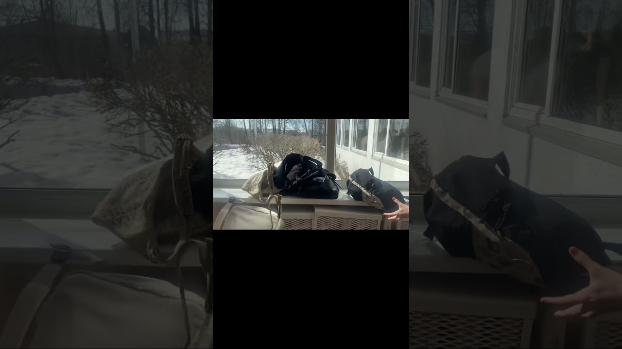 back to school #shorts #school #fyp