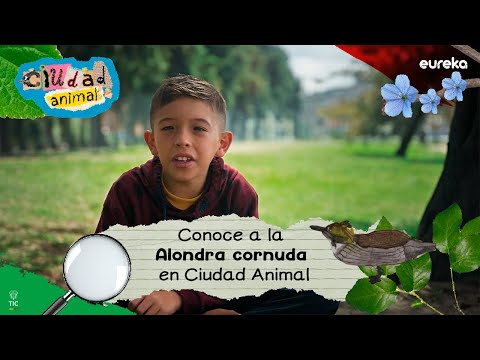 ¿Has visto a la Alondra cornuda? Conócela en ciudad animal