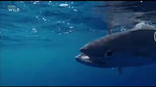 Рыбалка на тунец national geographic дикийн