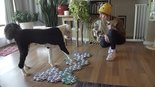 Learning to speak: A dog communicates with buttons