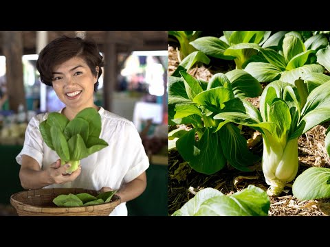 , title : 'Amazing Nutrition & 9 Best Health Benefits of Bok Choy (Chinese cabbage ) | United States'