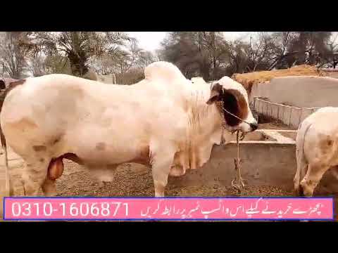 گولابی  بچھڑے اور خوبصورت  کیا بات ہے اس کی