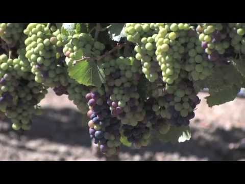 Visit Monterey Wine Country