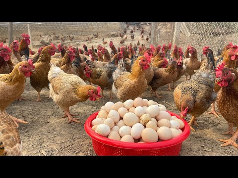 So züchten Sie Hühner für Eier und Fleisch – Hühnerfarmgeschäft im Jahr 2025