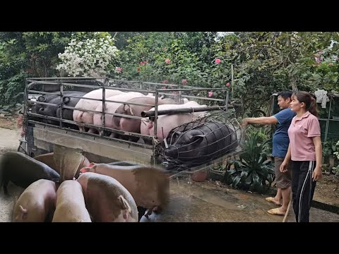 Full video: Process of raising pigs from small to large, selling to traders 120kg. ( Ep 304 ).