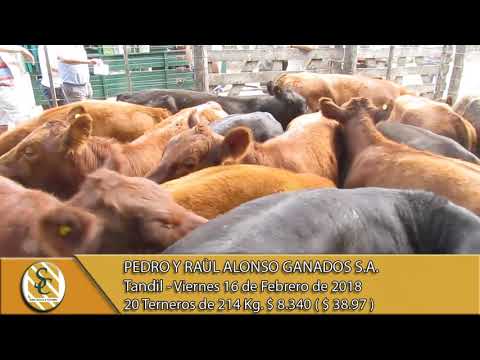 16-02-18 Venta de Machos - Pedro y Raul Alonso Ganados S.A. - Tandil.