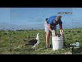 First Nunulu nest discovered atJames Campbell National Wildlife Refuge