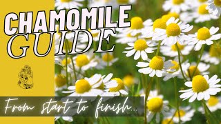 How to Grow Chamomile from Seed - Planting Chamomile Cut Flower Gardening for Beginners