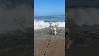 we only get so many summers together, so make them count 🥹 #goldenretriever #dogmom #beachdog #dogs