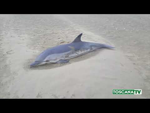 2020-12-05 GROSSETO - DELFINO SPIAGGIATO A MARINA DI GROSSETO