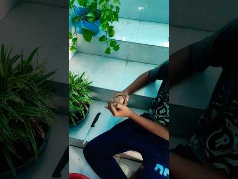 nariyal new cutting flower cutting