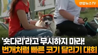 [영상구성] ‘숏다리’라고 무시하지 마라! 번개처럼 빠른 코기 달리기 대회 / 연합뉴스TV (YonhapnewsTV)