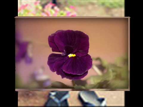 Adriana Stoica Tu imi esti totul