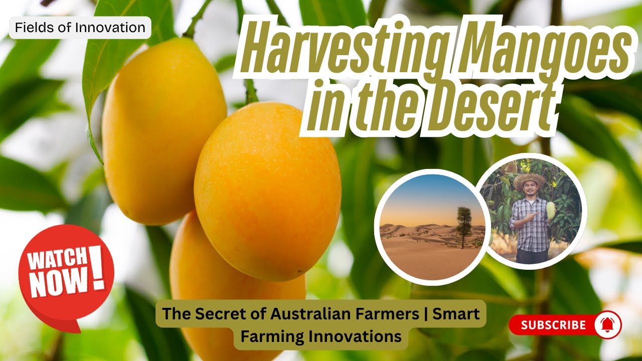 135 - Harvesting Mangoes in the Desert – The Secret of Australian Farmers  Smart Farming Innovations
